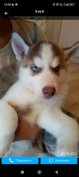 Tez Xaski haski bolalari sotuvda