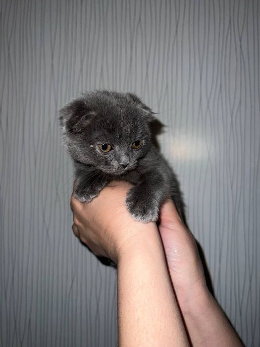 Продаётся котёнок скоттиш фолд и страйт