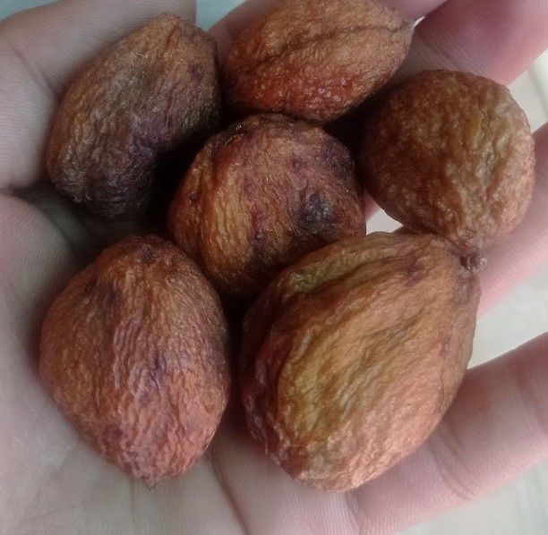 Ширин у́рикдан ТУРШАК. Дориланмаган табиий куритилган