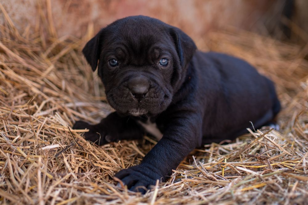 Чистокръвно канекорсо