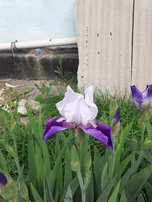 Продам сортовые Ирисы