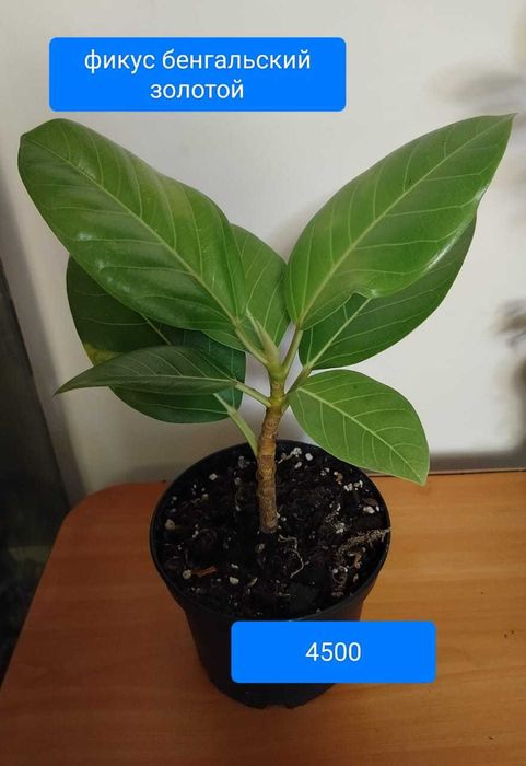 Комнатные растения.