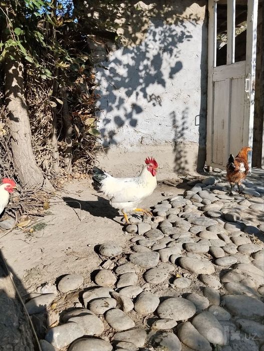Ximxian va adliriski xoʻrozlari qoldi