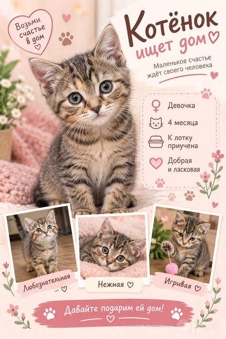 Котенок ищет дом