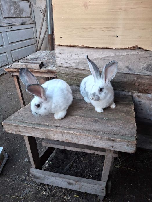 Продавам эайци от добри родители