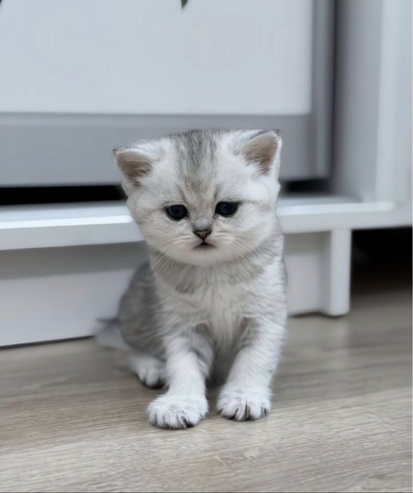 Котята шотландские
