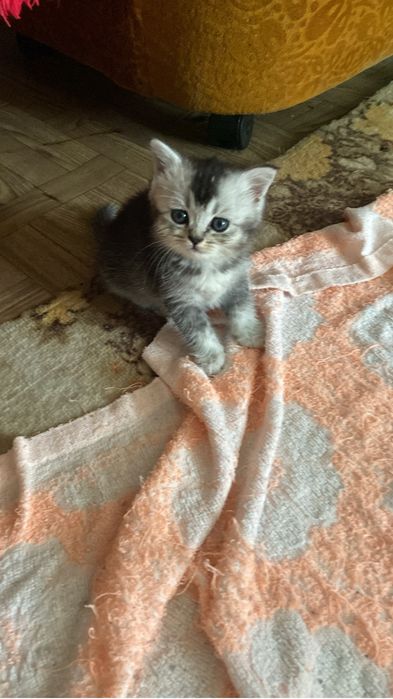 Котята британцы. Продажа
