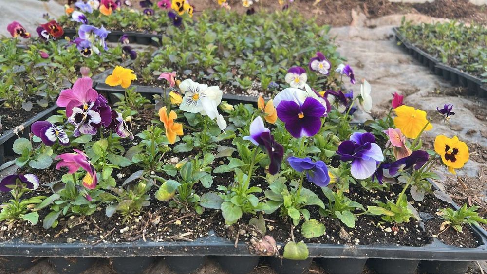 Теменужки /  Виоли промоционална цена 0.30€