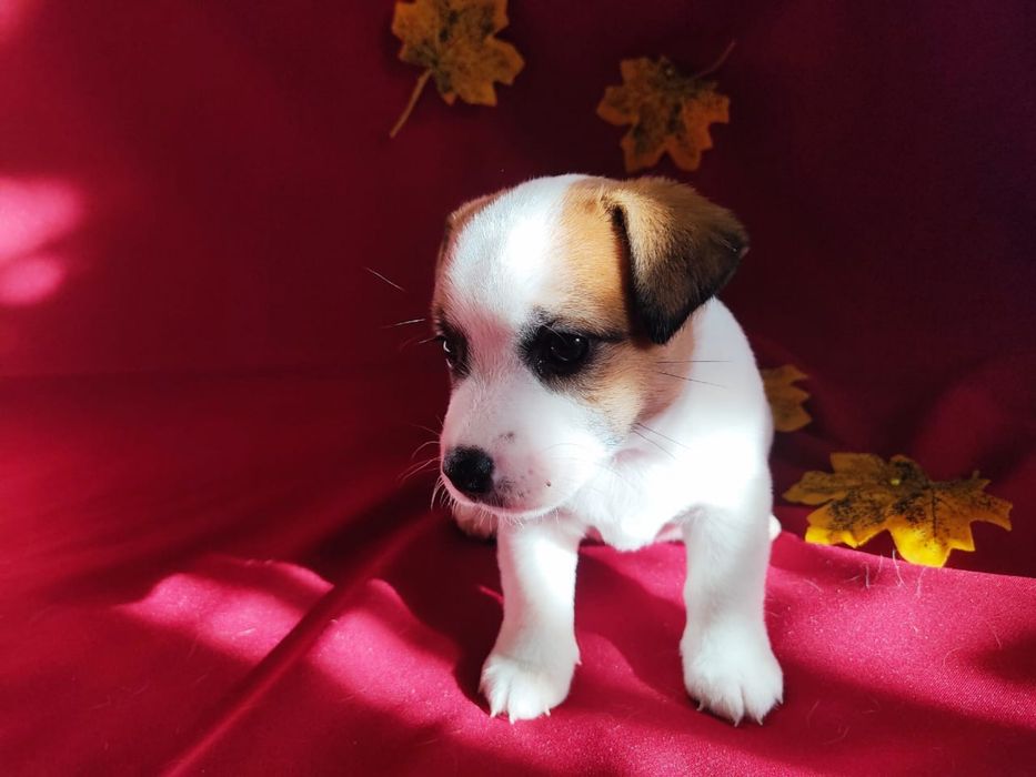 Продам щенков Джек Рассел терьера