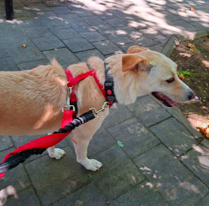 Adoptie caine superb pt curte mare