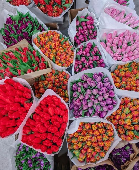 Цветы | Тюльпаны оптом Туркестан | Гулдер