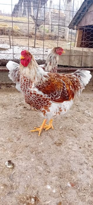 Disponibili cocoși wyandotte