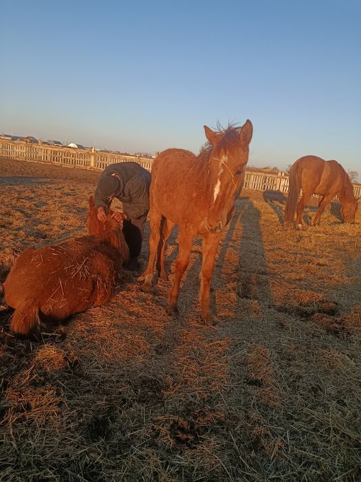 Кобылка годовичок