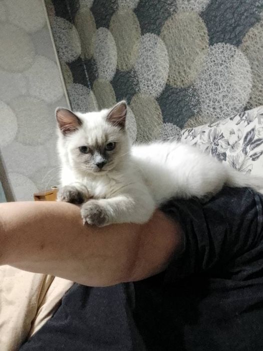 Отдам котенка в добрые руки