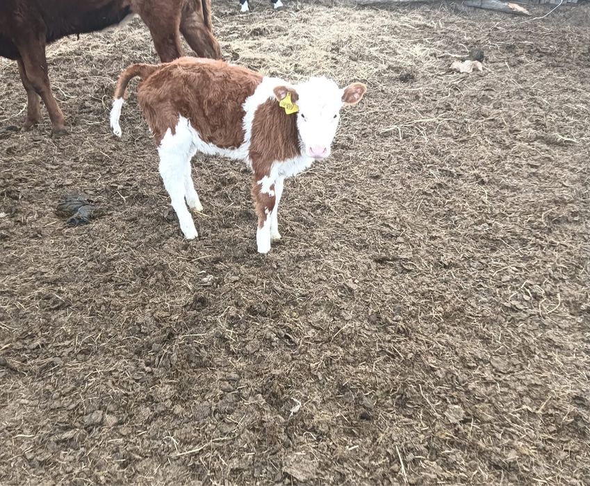 Продается теленок 2 месячный