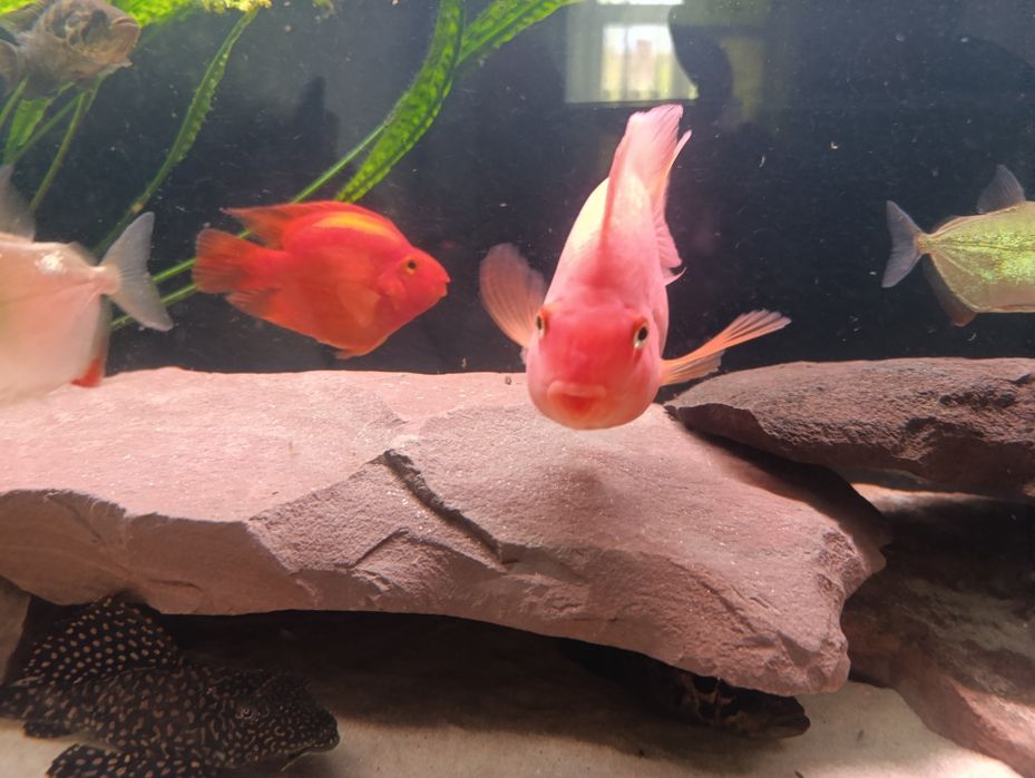 Продам рыбку красный папугай