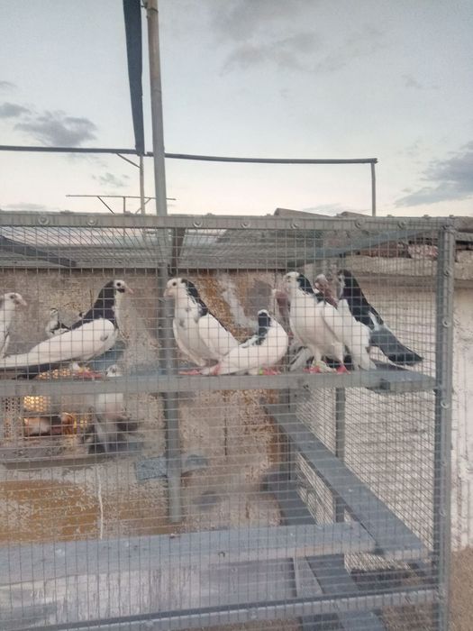 Пазарджишки гълаби високолетачи съсфдобри полети