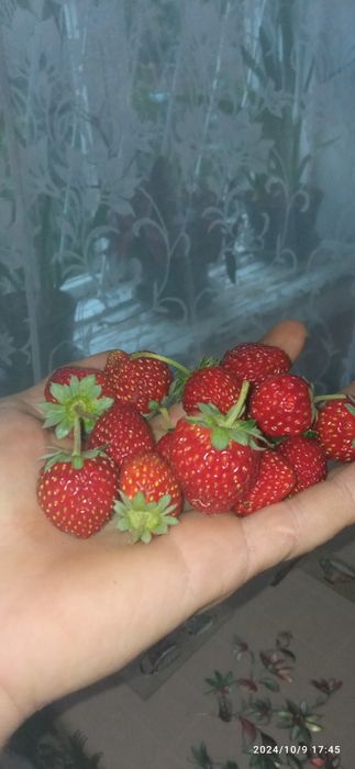 Продаю клубнику ремонтантные сорта