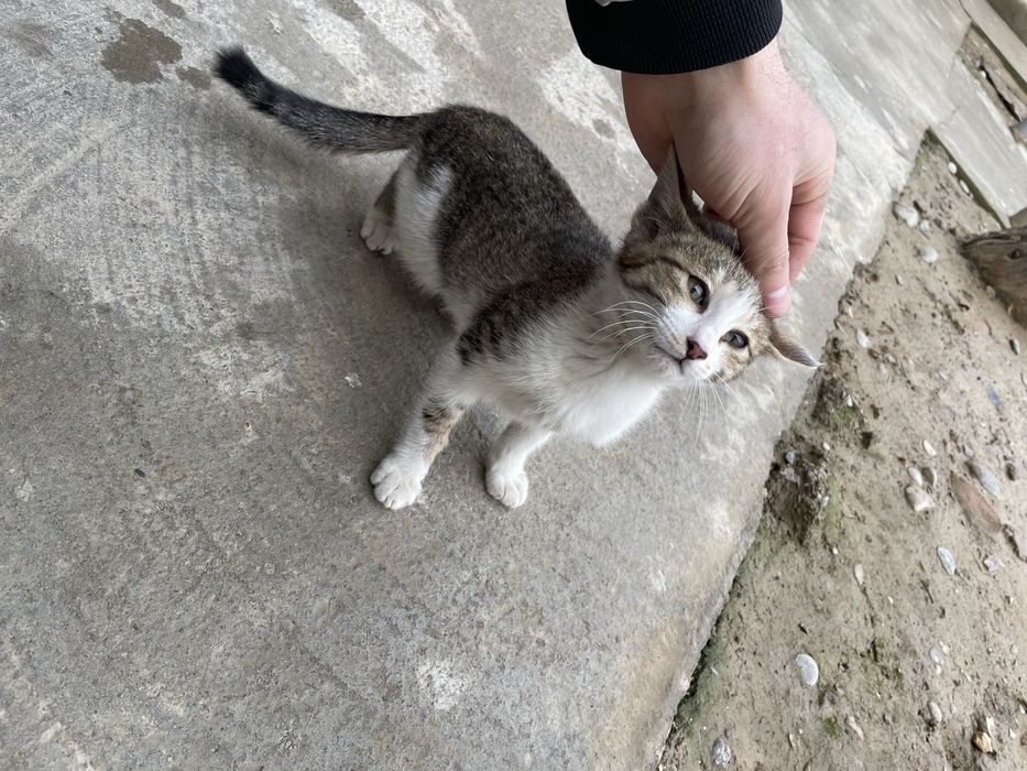 mushuk hadya qilinadi