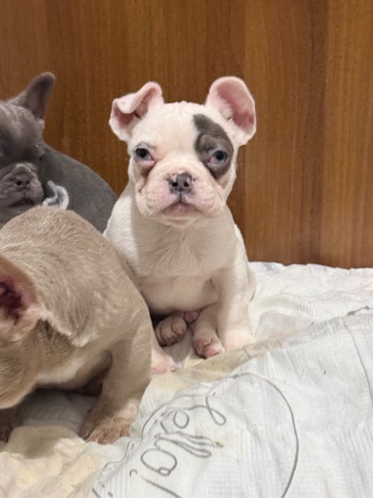 Френски Булдог Кученцa