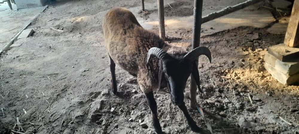 Кучкор кузилар сотилади галишамиз