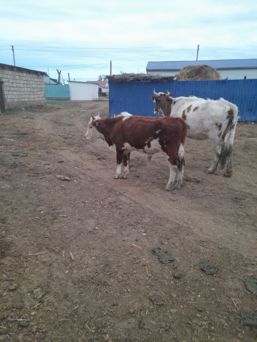 Еркек баспактар сатылады