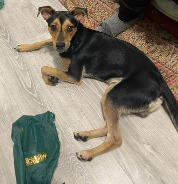 Потерялась собака