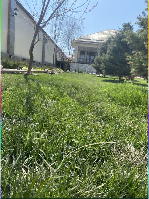 Газон и автополив