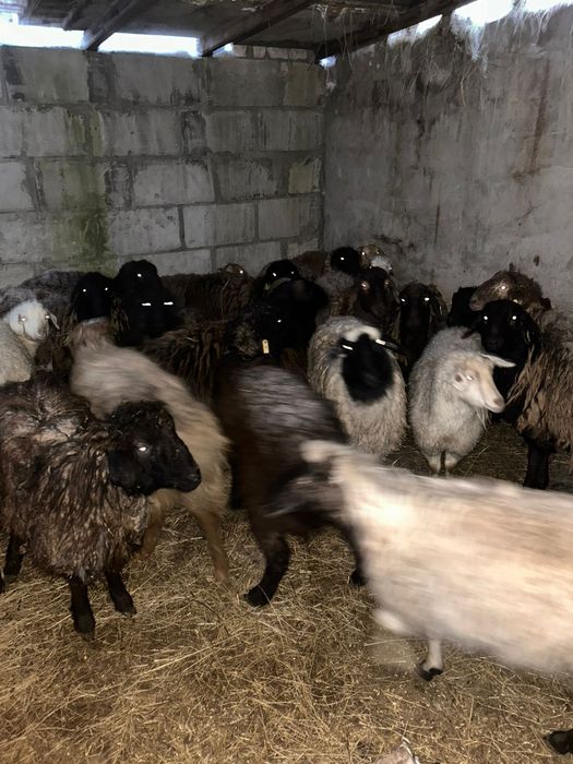Продам бараны разных возрастов