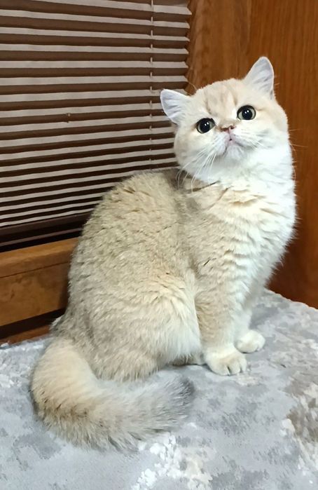 Продаются девочки британки ny11