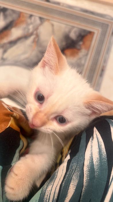 Котенок мальчик ходит в латок