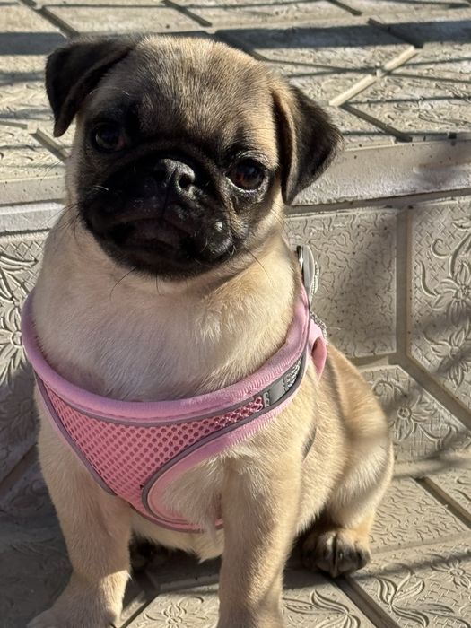 Продается мопсик