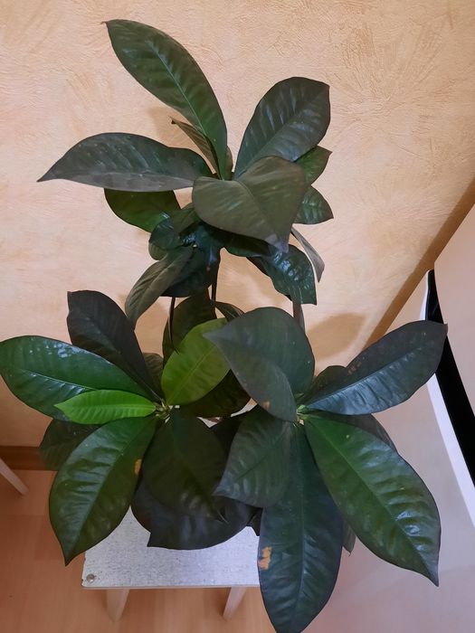 Кротон миссис Айстон.