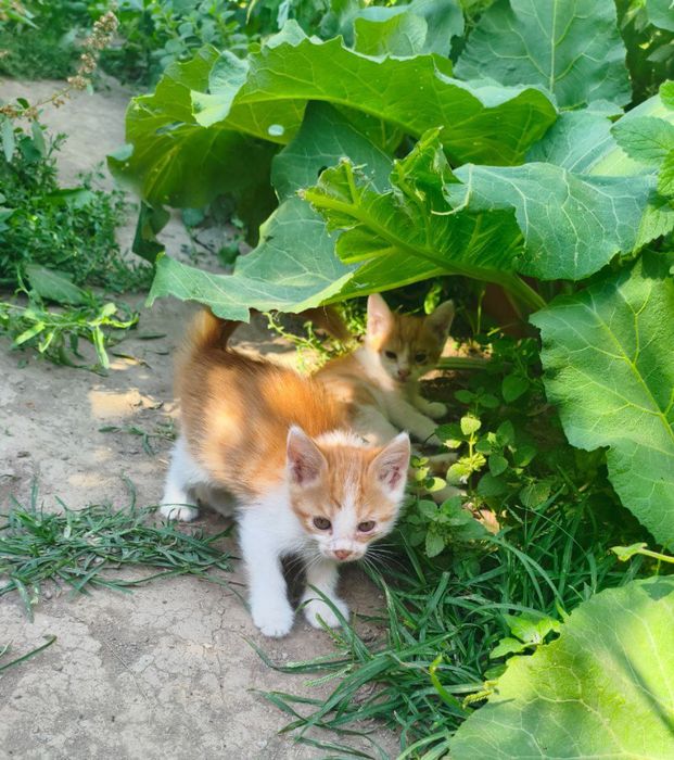 Котята в добрые руки в г Янгиюль