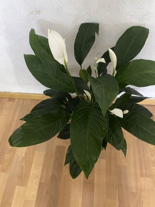 Продам большой женское счастье сорт сенсация