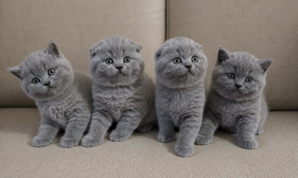 Шотландские котята