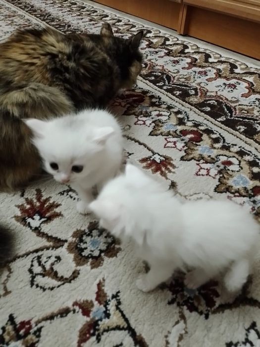 Отдам котят в добрые руки