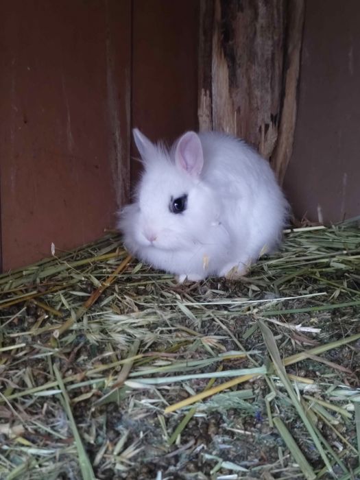 Vând iepurași cap de leu