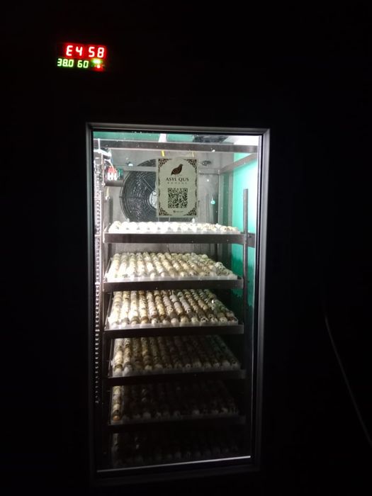 Инкуватор сатылады
