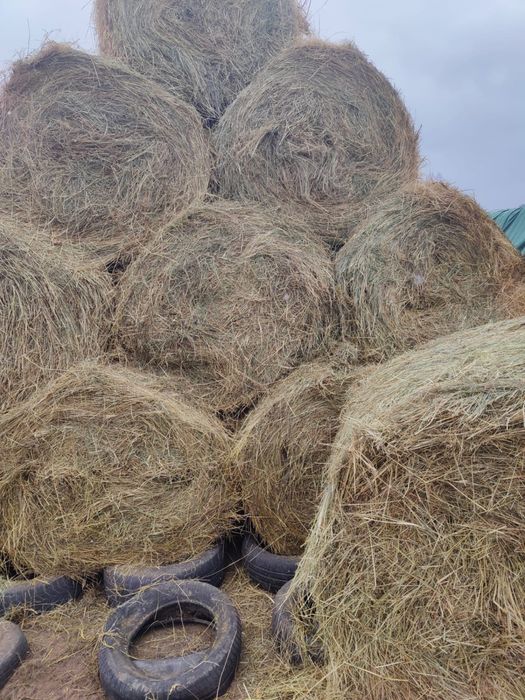 Baloti fan de vanzare