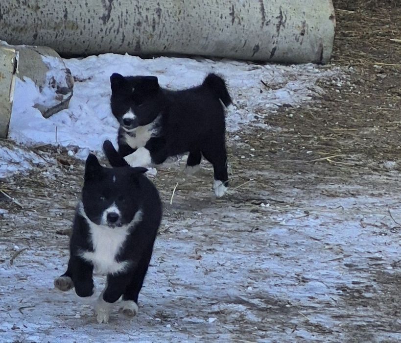 Щенки русско-европейской лайки