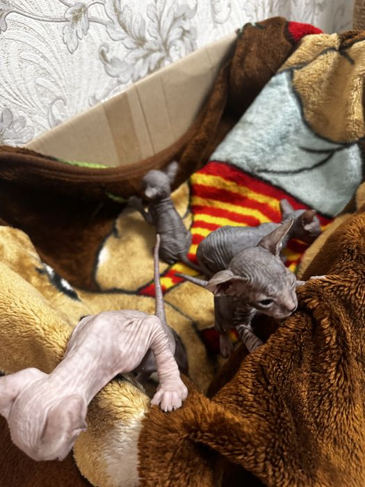 Продам донских сфинксов