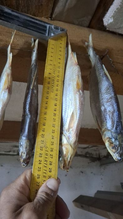 Рыба сушеная,свежая