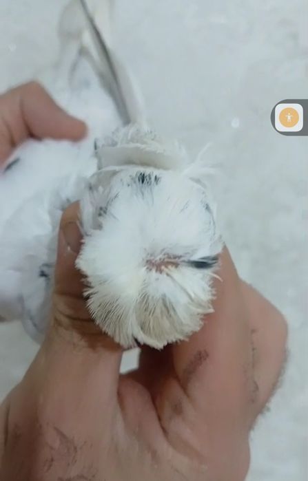 Продам голубей...