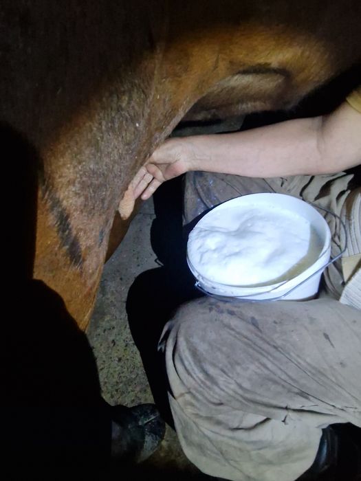 Корова с восьмым оттелом