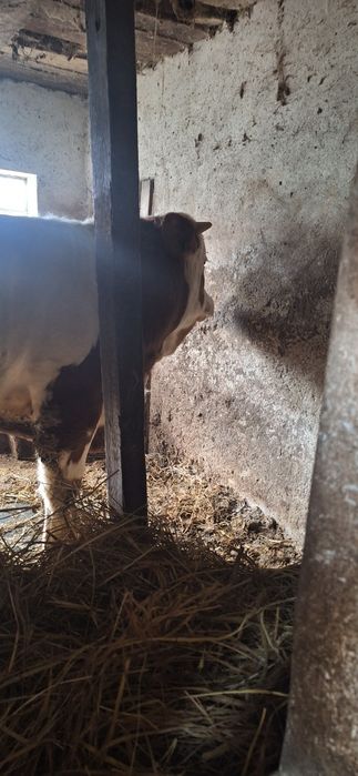 Vând Jurinca şi Taur