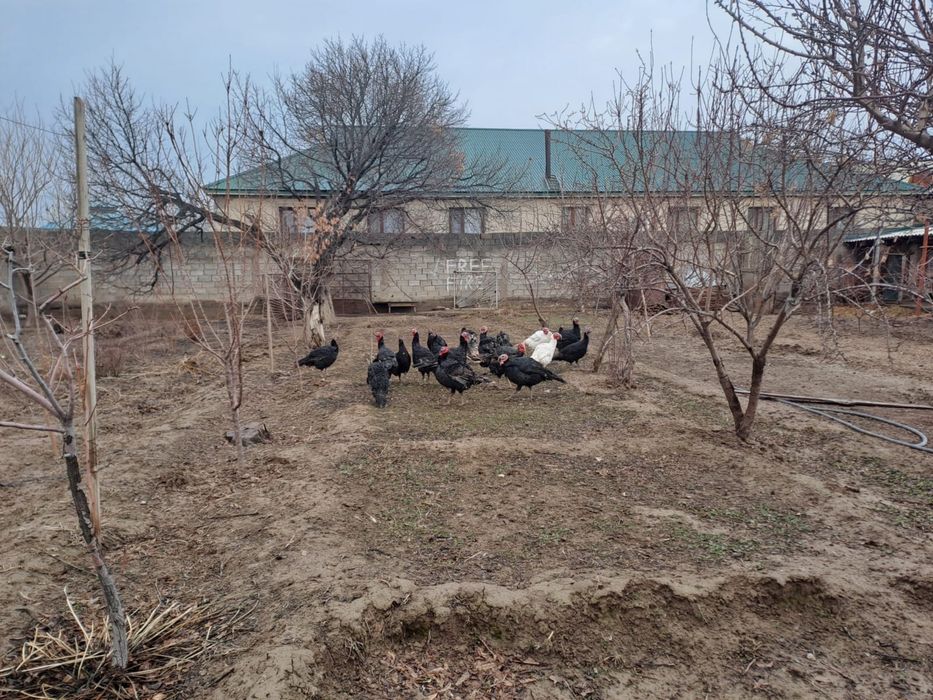 Индюктар сатылады