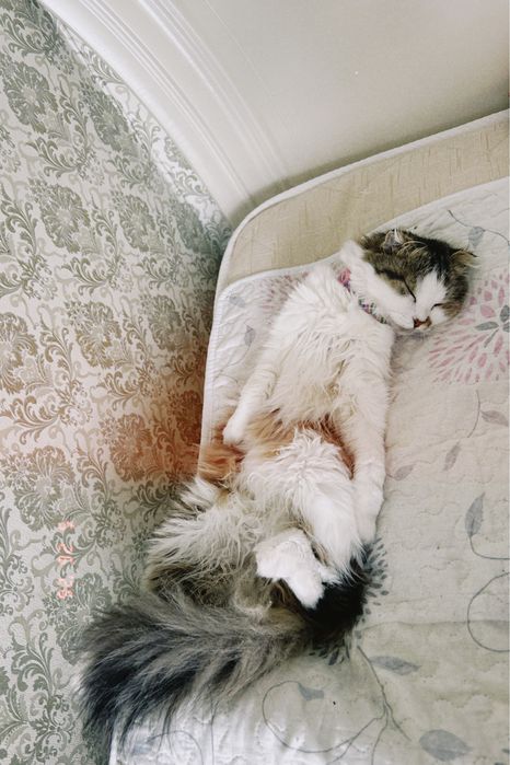 кошка в добрые руки