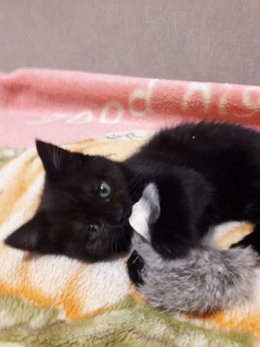 Красивый малыш ищет дом