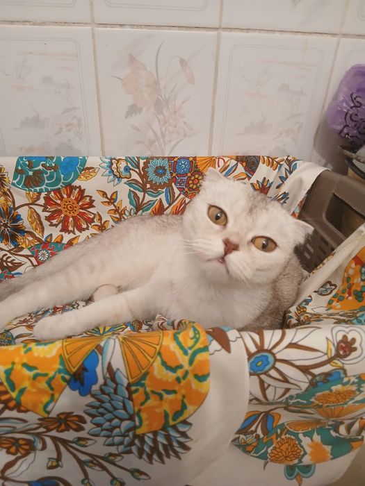 Британский котёнок 3 мес.